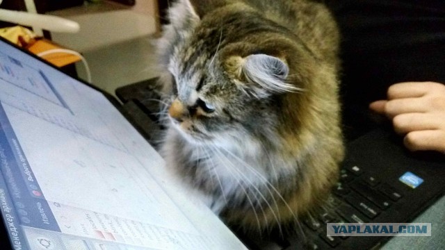 Котовторник 9.01.2018