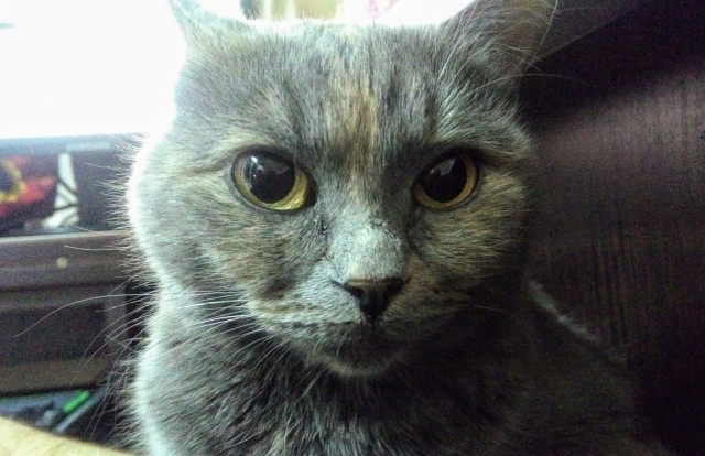 Котовторник 27.02.2018 наступил!