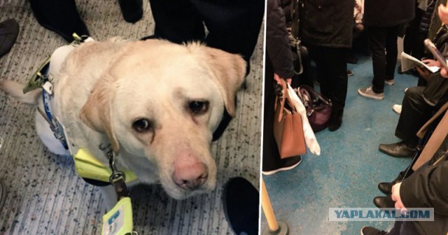 Слепому мужчине с собакой никто не уступил место в метро