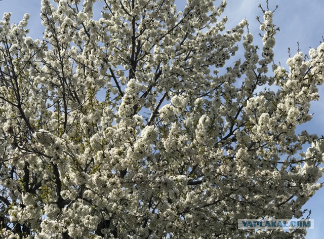 Пасхальный стол. Кулинары поздравляют!