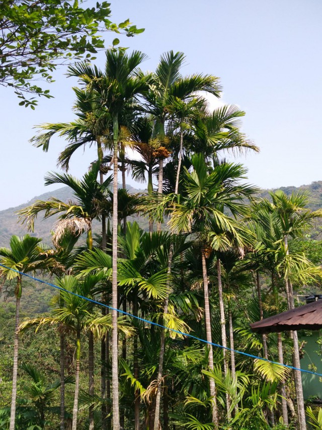 К живым мостам и обратно. Заметки из Индии