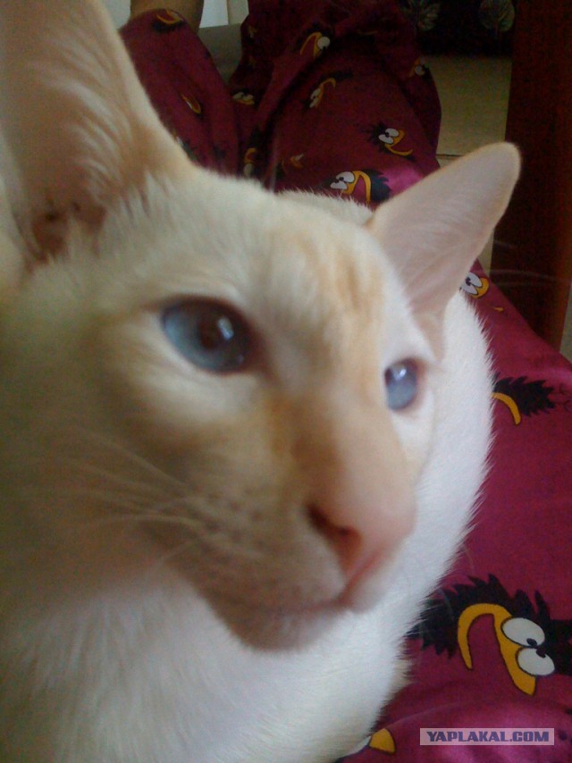 Котовторник 24.04.2018