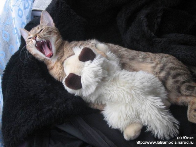 Прикольные коты на среду! ОЧЕНЬ МНОГО!