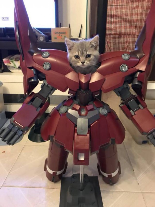 Прикольных котов пост