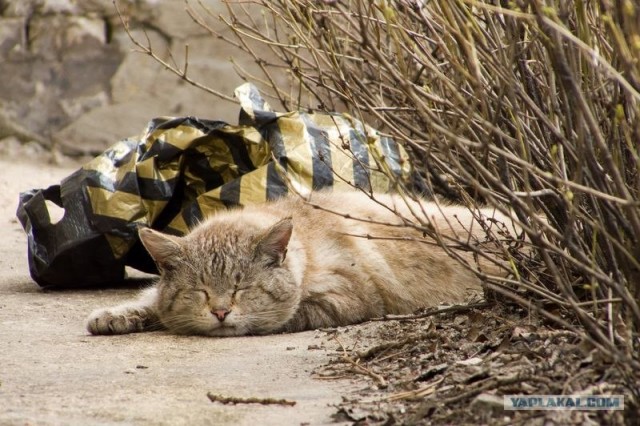 Котовторник на ЯПе (21.04.2009)