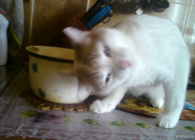 КОТовторник 13.04.2010г.
