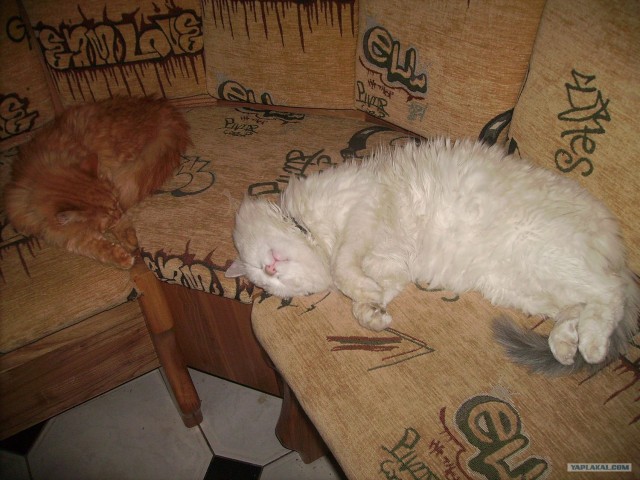 Котовторник?