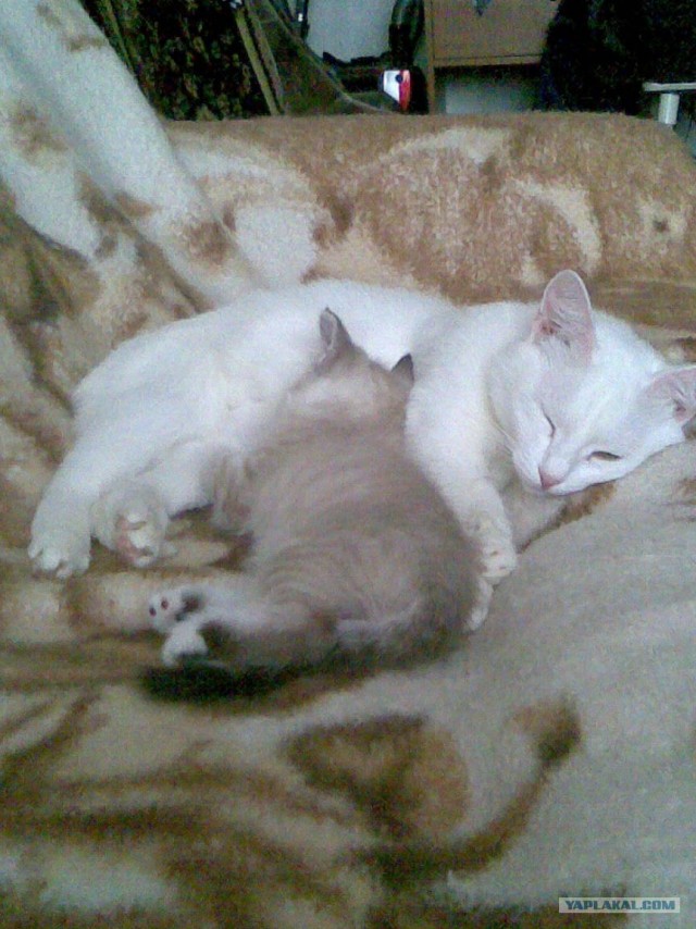 Котовторник 25.01.2011