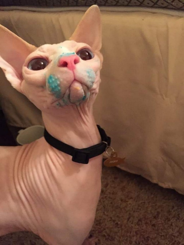 Прикольных котов пост