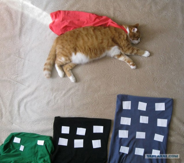 Котовторник так котовторник!