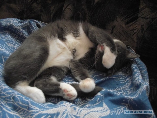 Котовторник! 08.11.11