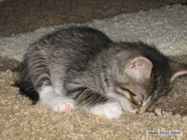 Котовторник 27.12.11