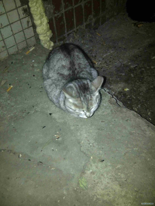 Котовторник (10.01.2012)