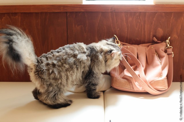 Кошачье кафе в Осаке
