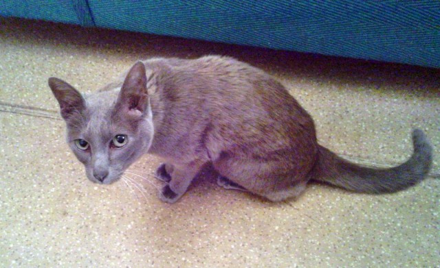 Котовторник 10.04.2012