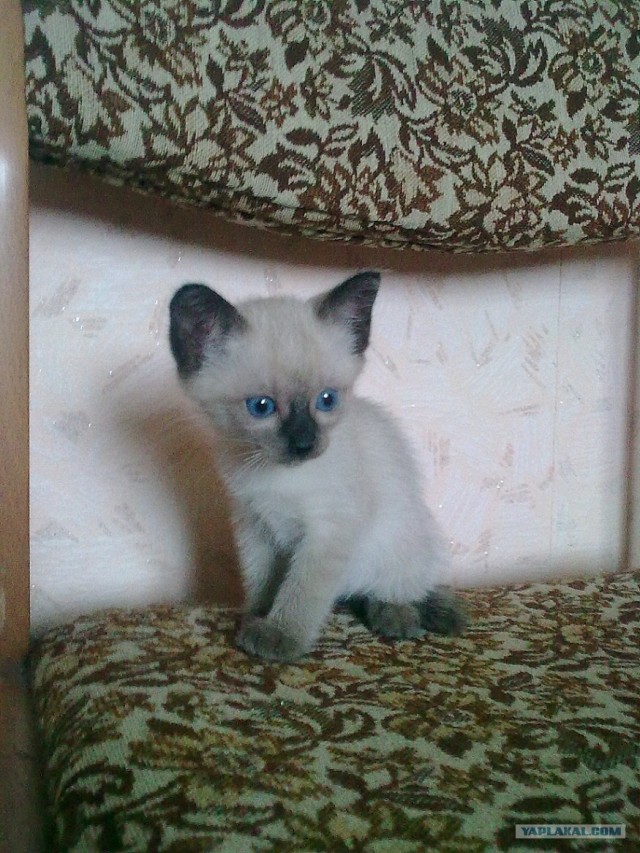 Котовторник 24.07.2012