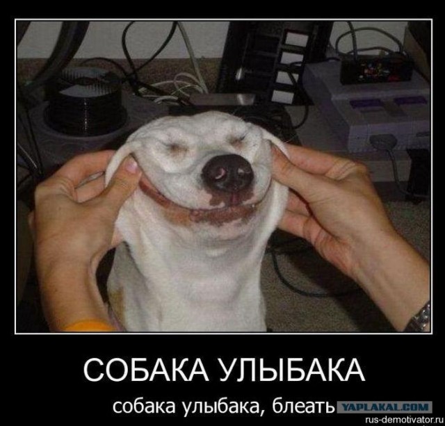 Собака-улыбка 2.0