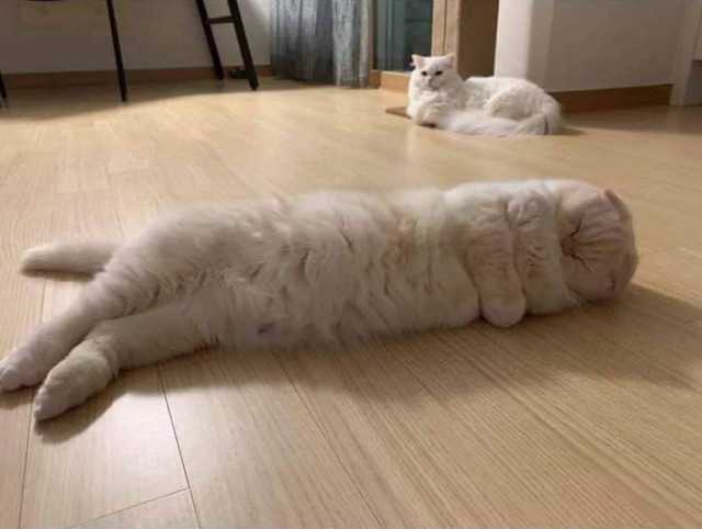 Котовторник! начнем? 04.06.19