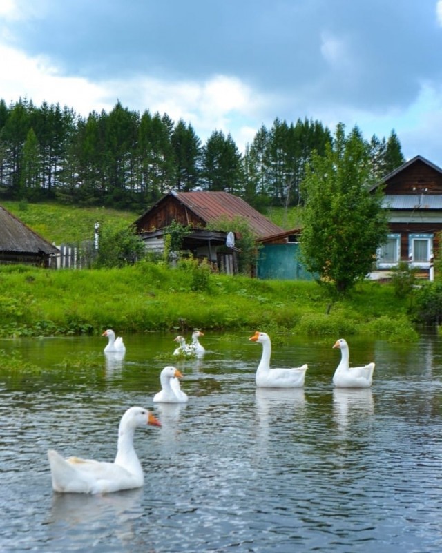 Живность из сети