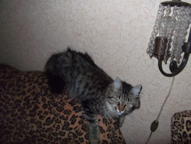 Котовторник 28.01.2020