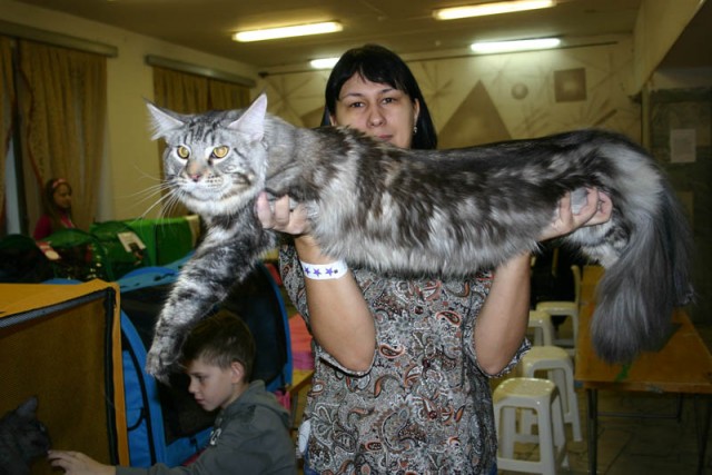 Забавные картинки с котами из сети
