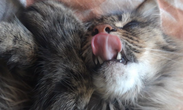 ̶К̶о̶р̶о̶н̶  Котовторник!