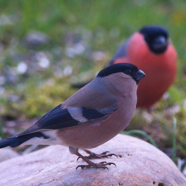 Живность 15.03.20