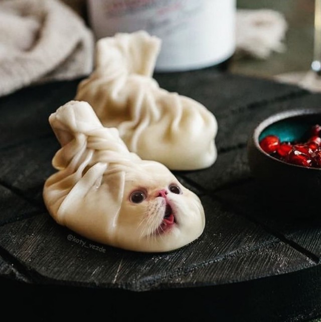 Коты везде