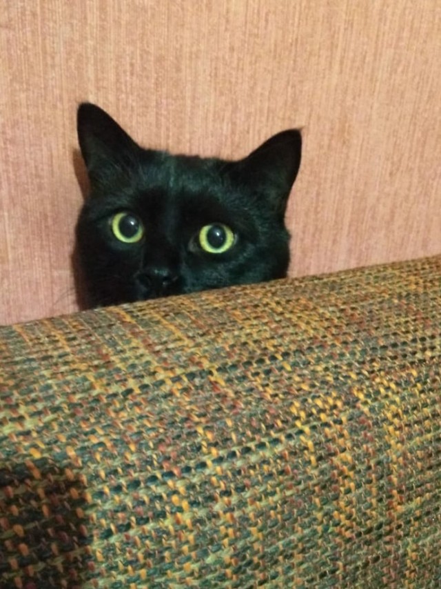 Коты, которые нас порадовали!