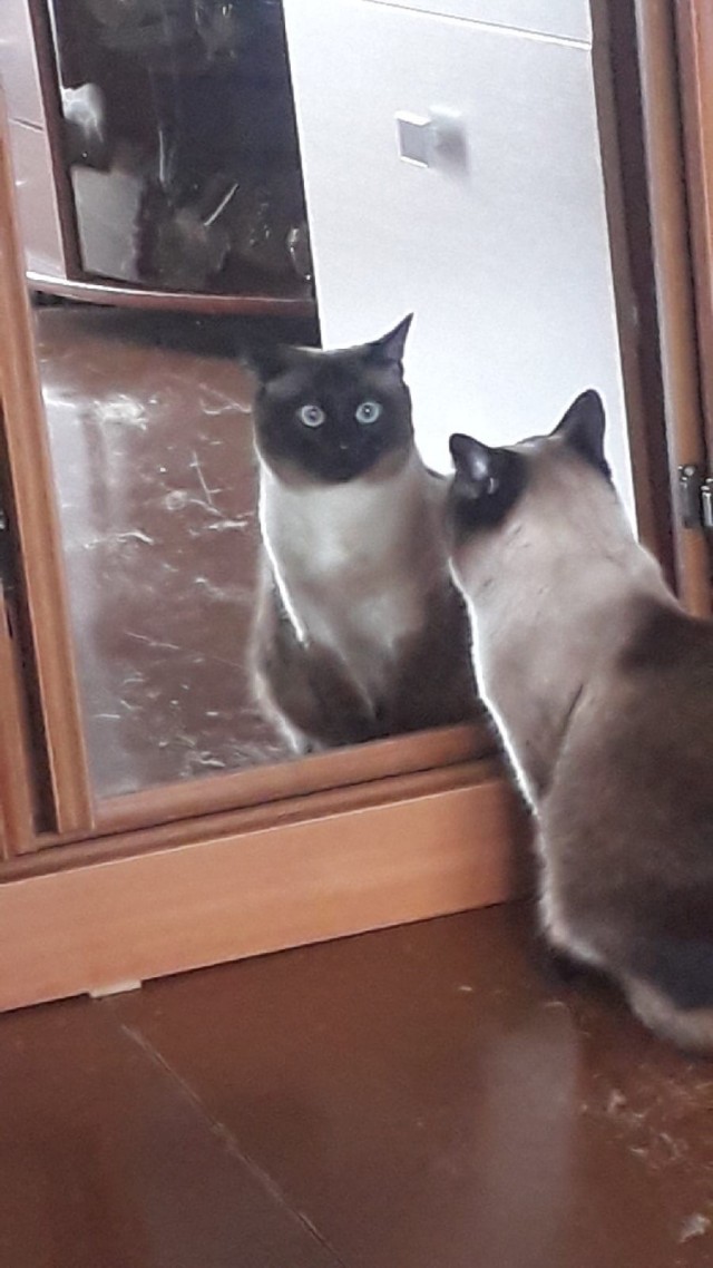 Эти забавные животные