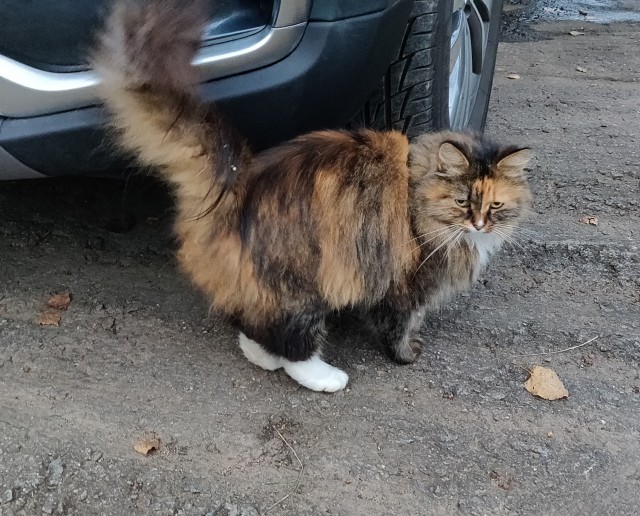 Котовторник 20.10.20