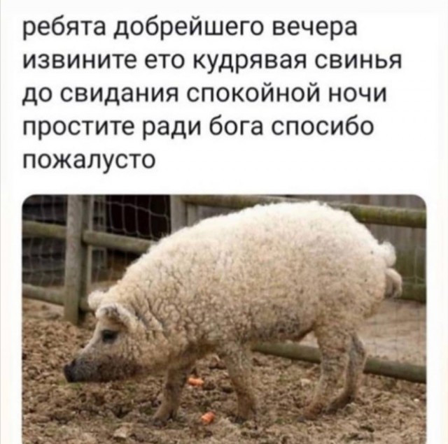 Юмор в картинках 6.11.20