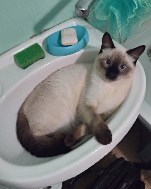 Котовторник 17.11.20