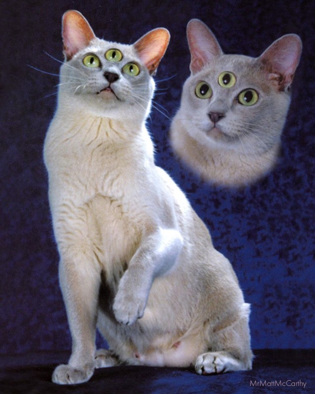 Галюциногенные коты в коллажах Мэтта Маккарти