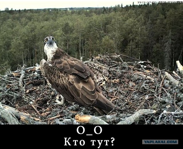 Прямая трансляция из Гнезда