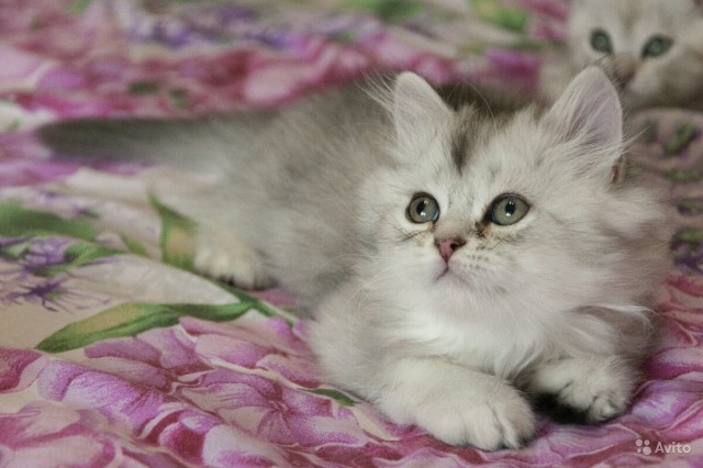 Котовторник. Поговорим о кличках, друзья