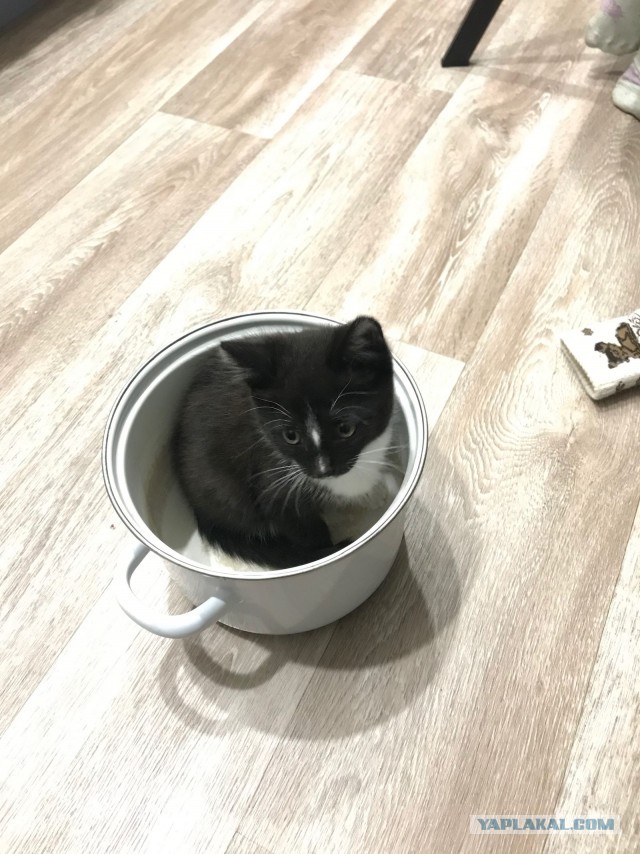 Кот который прожил жизнь