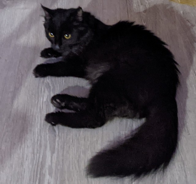 Новая хозяйка (к котовторнику)