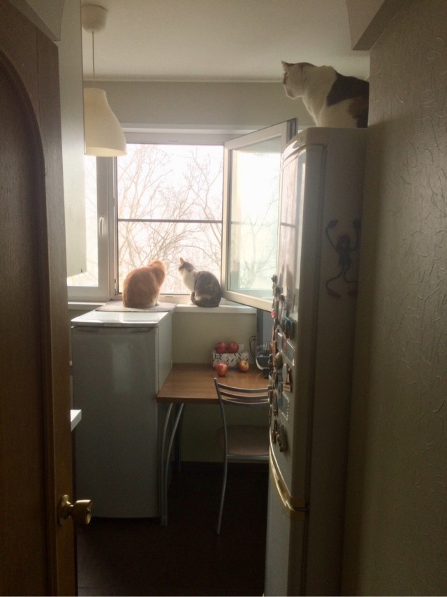 Котовторник ведь начался!