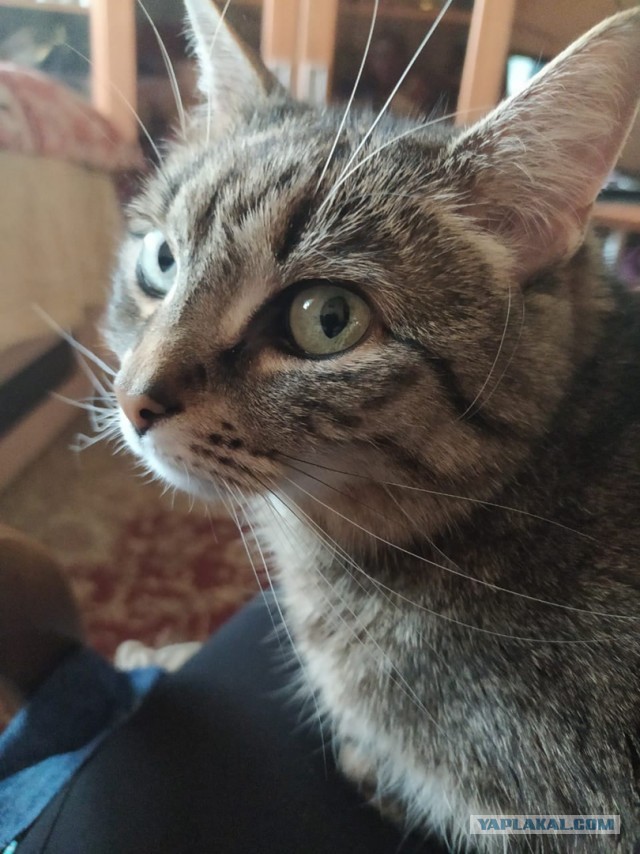 Котовторник ведь начался!