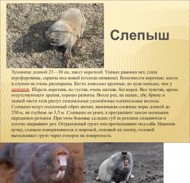 Что за зверушка?