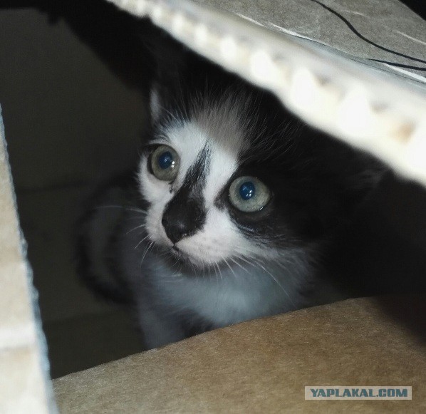 Знакомьтесь, Грргалгрр