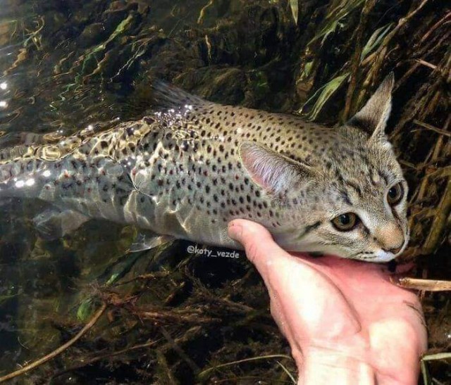Если бы многие животные были бы похожи на кошек