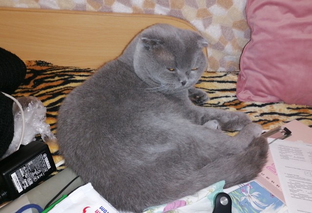 Котовторник 18.10.22