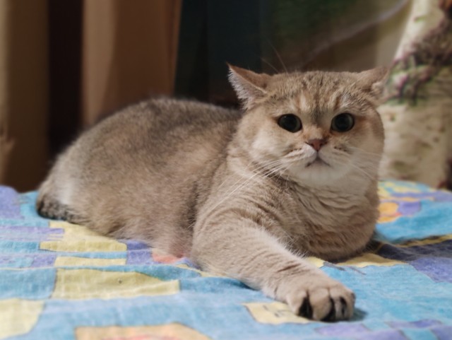 Вторник, сэр кот