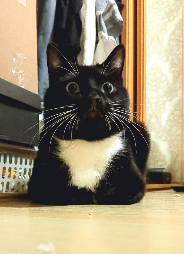 К вопросу о котах
