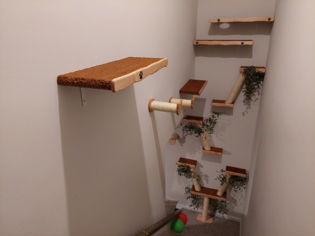 Тренажёр для тыгыдымского кота