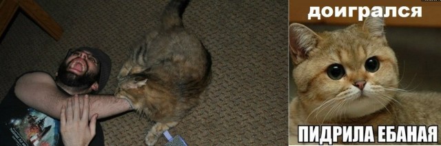 Дружелюбный кот