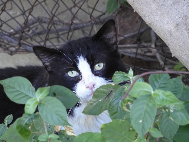 Котовторник. Немного сицилийских котов.