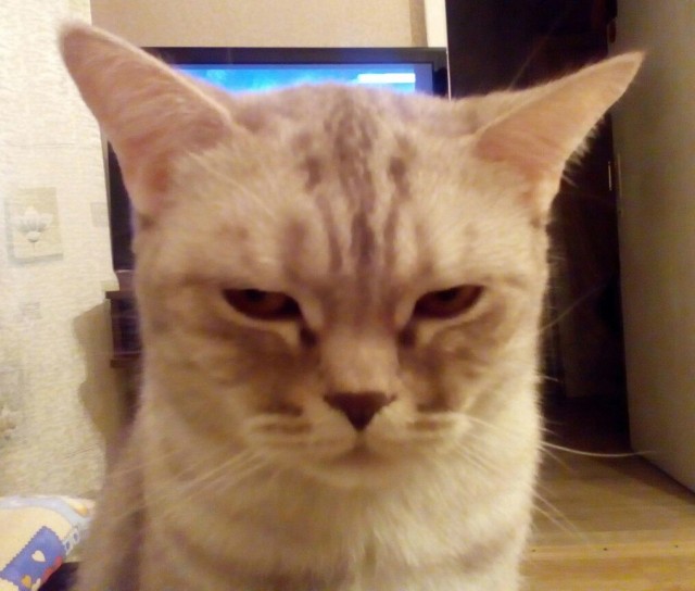 Даёшь котов в этот вторник!